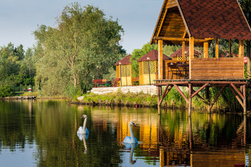 Obraz premium Swans on the lake.