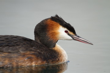 Crested grebe (podiceps cristatus) duck portrait