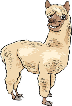 Alpaca Animal Cartoon Illustration