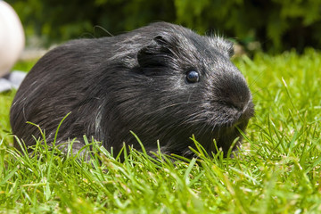 Guinea pig (Cavia porcellus)