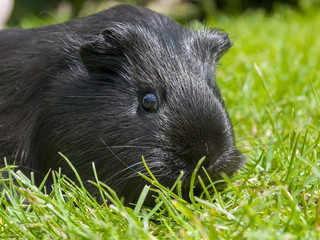 Black Guinea pig (Cavia porcellus) in the grass