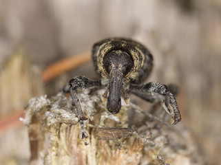 Snout beetle, Hylobius abietis, extreme close-up