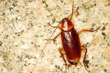cucaracha