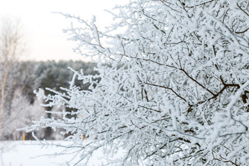 Fototapeta premium Winter landscape