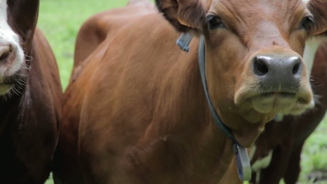 Vaches abondance et tarines en plan s&eacute;rr&eacute;