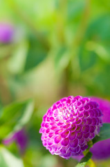 Dahlia, violette Pompondahlie, Herbstblumen, plakativ