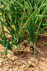 onions in garden
