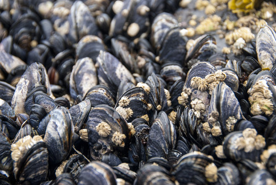 รูปภาพHuitre เลือกดูภาพถ่ายสต็อก เวกเตอร์ และวิดีโอ3,492 Adobe Stock