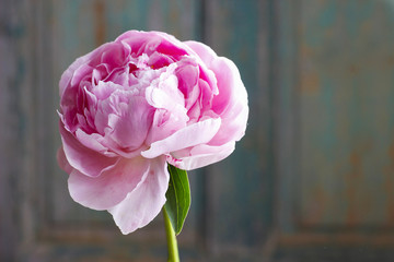 Pink peony on wooden background