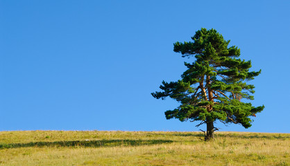 Сосна © denis_333