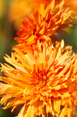 Obraz premium Leuchtende Dahlien, Sommerblumen, Dahlia