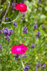 Sommerblumen