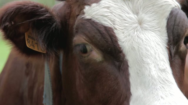 Vaches abondance et tarine en plan s&eacute;rr&eacute;