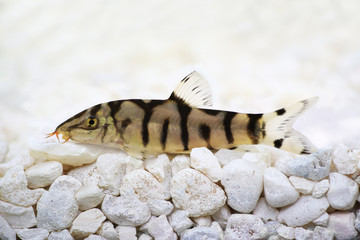 Yoyo loach Almora or Pakistani loach, Catfish Botia almorhae