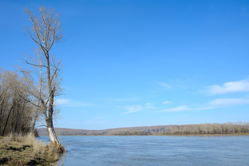 Blooming poplar spilled on the Bank of the river