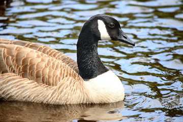 Canadian Goose swimming