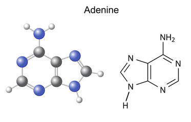 Chemical structural formula and model of adenine