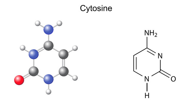 Chemical structural formula and model of cytosine