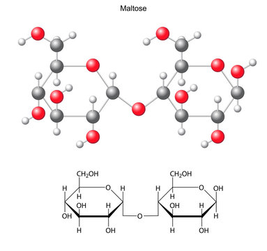 Structural chemical formula and model of maltose