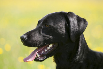 black labrador puppy