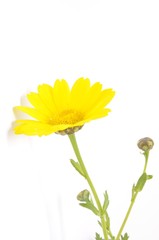 golden daisy on a blue background