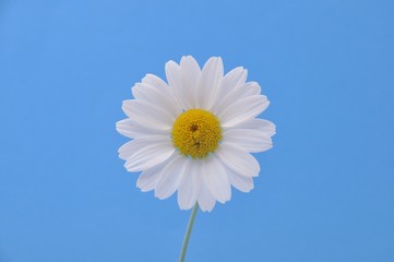 White  daisy on a blue background