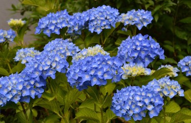 blaue Hortensie