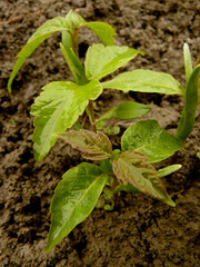 small seedlings of ash-leaved maple