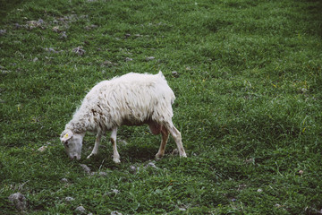 Obraz premium Schafherde auf Wiese, Alghero, Sardinien