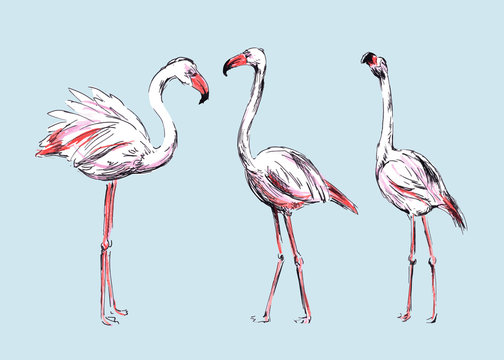 Hand colored drawing flamingos. Vector illustration