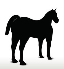 horse silhouette in standing still position