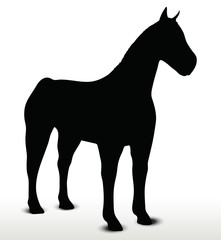 horse silhouette in standing still position