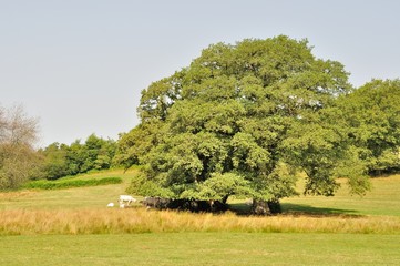 Tree and cows in meadows