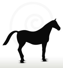 horse silhouette in standing still position
