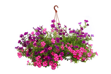 Petunia is a trumpet shaped