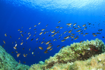 Fototapeta na wymiar Fish in reef in Mediterranean Sea