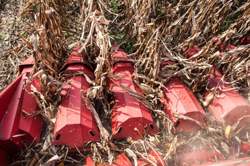 Maize grain harvester to gather corn © poplasen