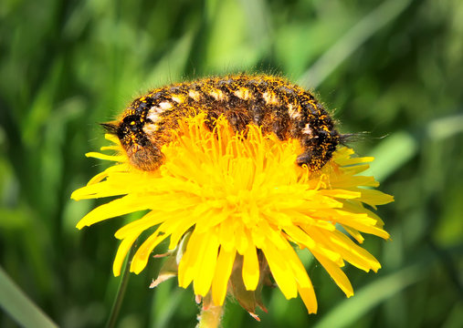 Coiled Moth caterpillar on a yellow dandelion