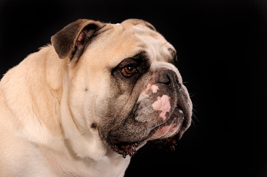 Englische Bulldogge Images – Browse 604 Stock Photos, Vectors, and ..., حجم الصورة 541x360