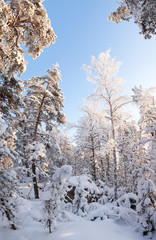 Forest full of snow