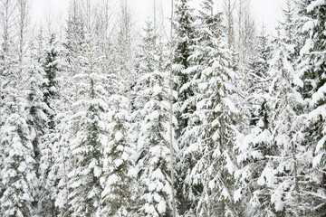 Snow forest