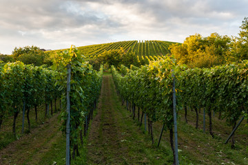 Fototapeta na wymiar Wine fields in stuttgart germany