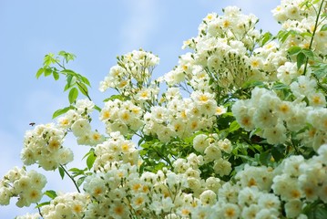 Weiße Kletterrose