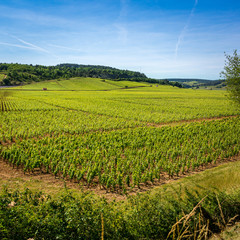 Fototapeta na wymiar vignes de Bourgogne