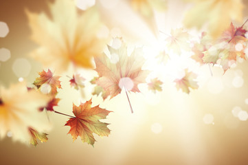Obraz premium Autumn background