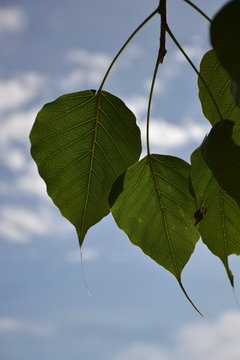 leaf