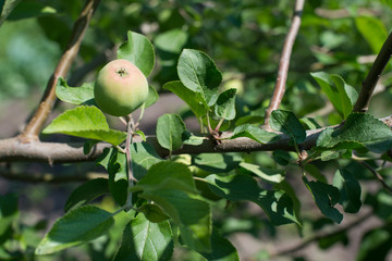 Green apples on an apple-tree branch