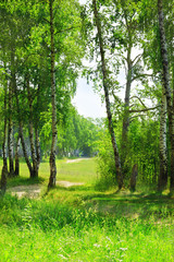 Fototapeta na wymiar forest birch