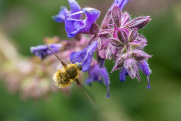 The Large Bee-Fly (Bombylius Major) Gathers Flower Pollen