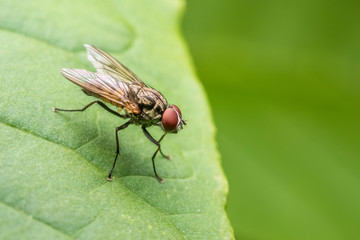 Common Fly On A Leaf Macro
